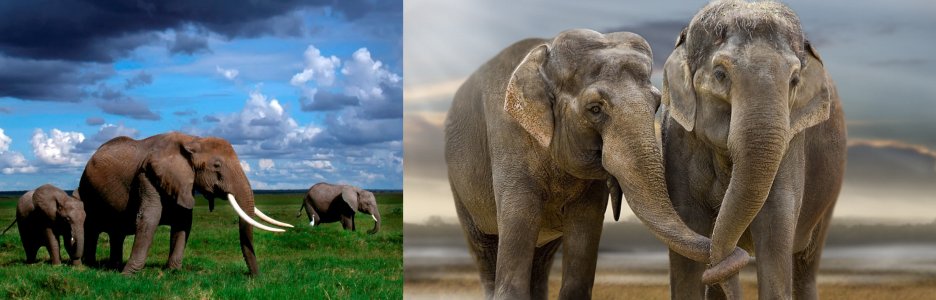 3D Picture 9626--Elephants/Elephants holding trunks