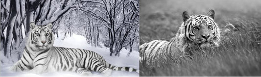 3D picture 9631--WHITE TIGER IN THE SNOW/white tiger