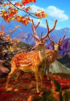 3D PICTURE 9559--Axis Deer/Lion on rock