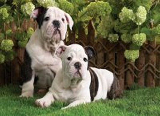 3D Picture 9594--Black & White Dogs