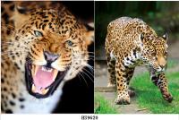 3D PICTURE--9620 LEOPARD